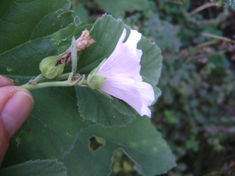 Althaea officinalis